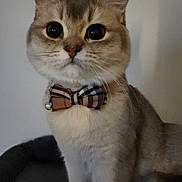 Stoney joined the competition — help win amazing prizes! cat, bow_tie, pet, portrait, close_up, wide_eyes, whiskers, feline, domestic_cat, sitting, collar, cute, indoor, soft_light, neutral_background, photo_screenshot, phone_ui, gallery_thumbnail, animal, headshot