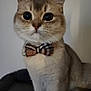 cat, bow_tie, pet, portrait, close_up, wide_eyes, whiskers, feline, domestic_cat, sitting, collar, cute, indoor, soft_light, neutral_background, photo_screenshot, phone_ui, gallery_thumbnail, animal, headshot