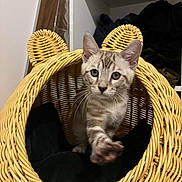 Aslan participe au concours pour gagner de l'argent avec cette photo : kitten, cat, wicker_basket, paw, curious, indoor, pet, feline, ears, striped, cozy, animal, cute, young, household, soft_lighting, close_up, furniture, playful, domestic