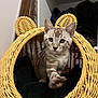 kitten, cat, wicker_basket, paw, curious, indoor, pet, feline, ears, striped, cozy, animal, cute, young, household, soft_lighting, close_up, furniture, playful, domestic