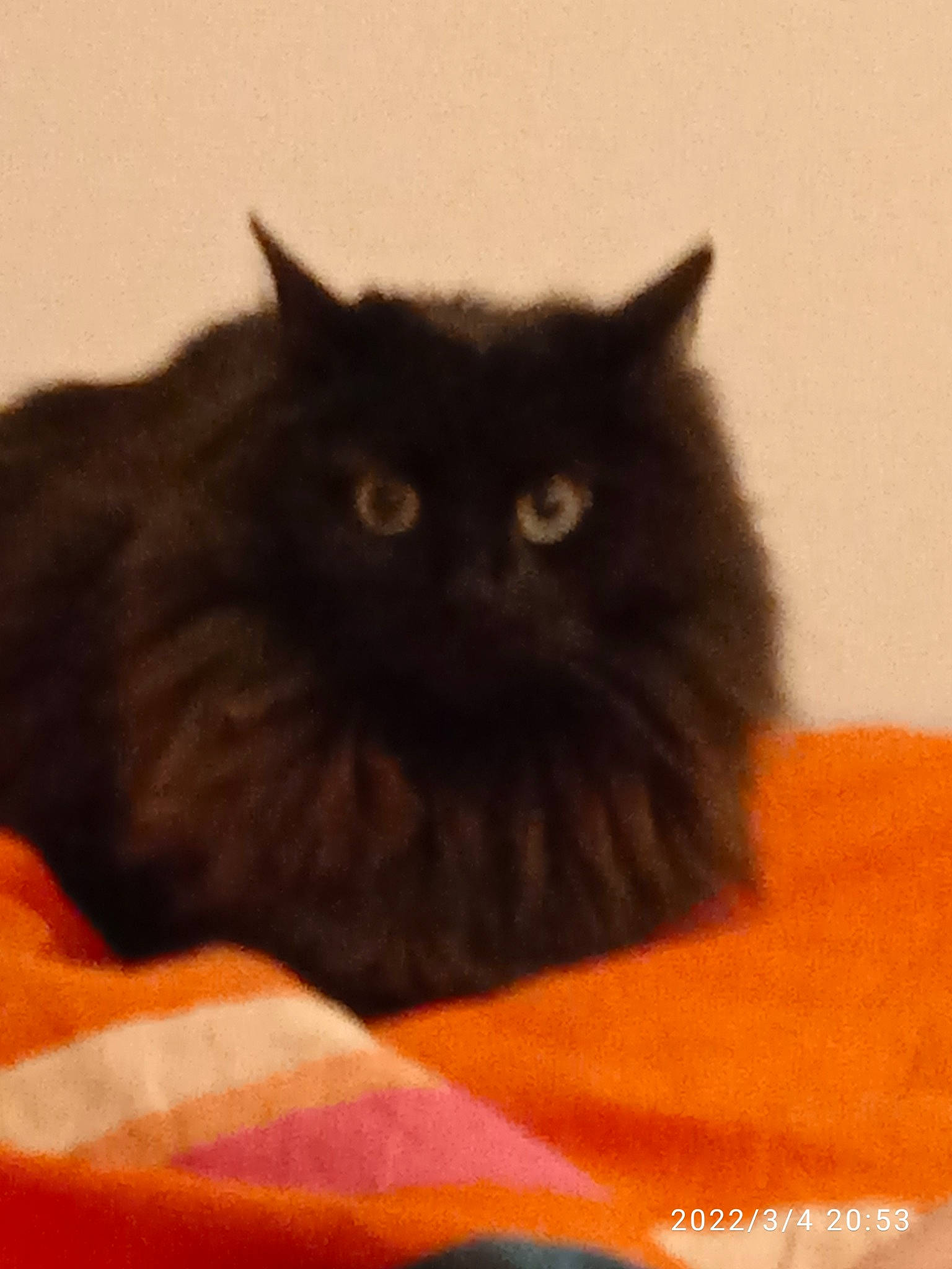 Minuit a rejoint le concours — aidez-le/la à gagner de superbes lots ! carnivore, cat, comfort, event, felidae, fur, orange, small_to_medium_sized_cats, snout, terrestrial_animal, whiskers