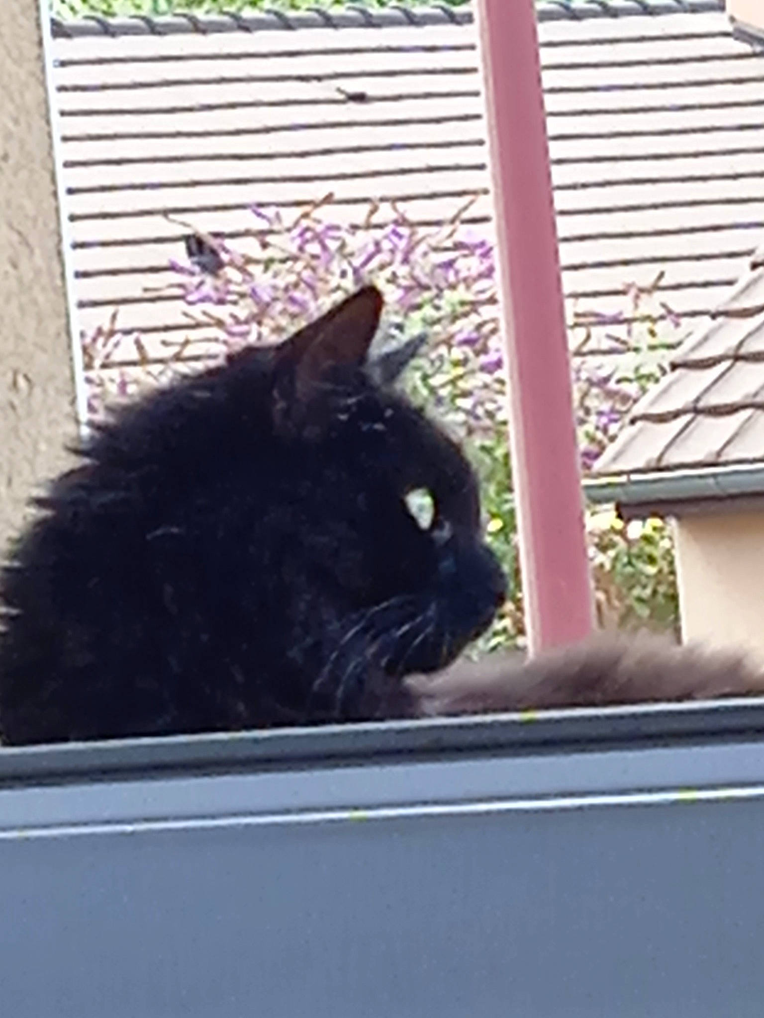 Minuit a rejoint le concours — aidez-le/la à gagner de superbes lots ! automotive_exterior, automotive_window_part, black_cat, bombay, carnivore, cat, domestic_short_haired_cat, felidae, fur, grass, mammal, plant, small_to_medium_sized_cats, snout, tail, terrestrial_animal, tints_and_shades, vertebrate, whiskers, window