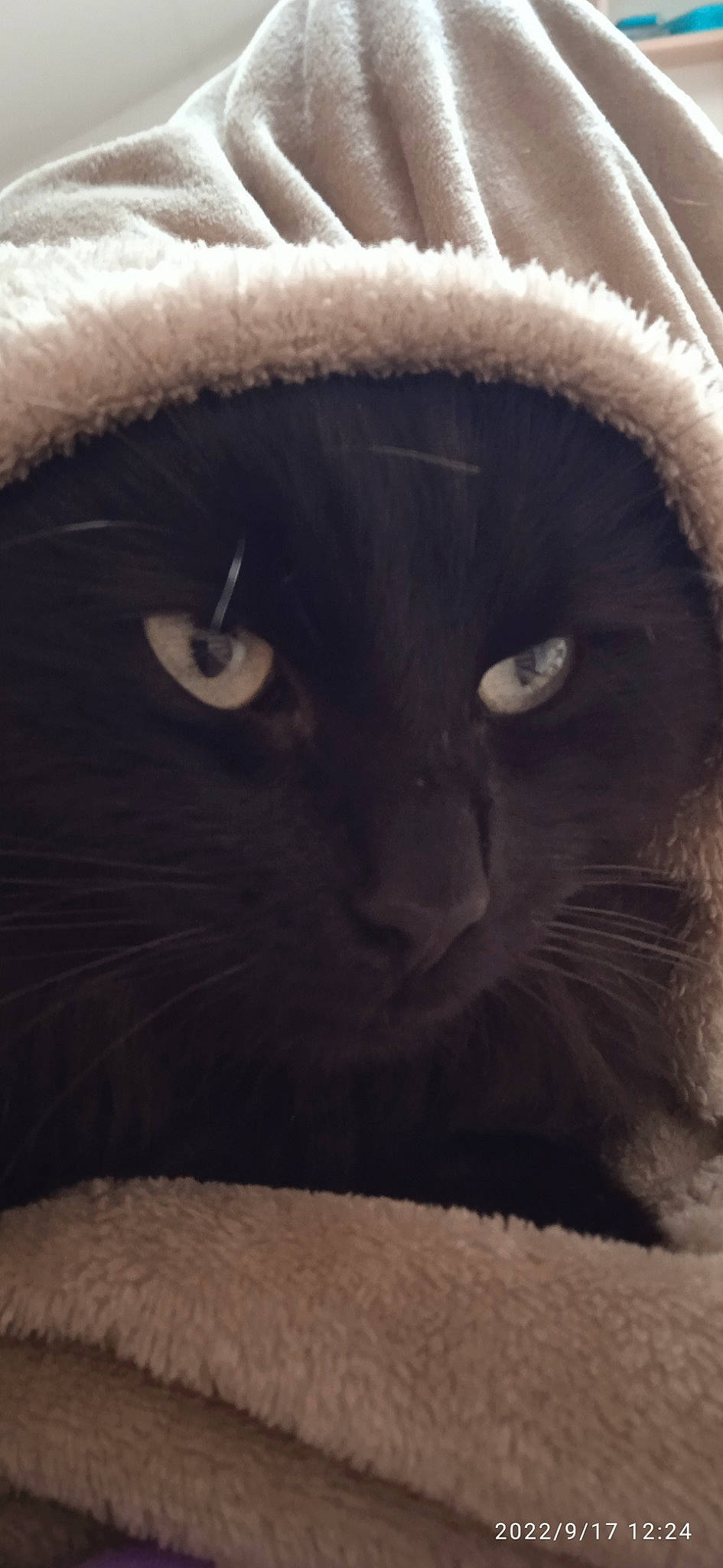 Minuit participe au concours pour gagner de l'argent avec cette photo : cap, carnivore, cat, domestic_short_haired_cat, ear, felidae, fur, small_to_medium_sized_cats, snout, tail, terrestrial_animal, whiskers