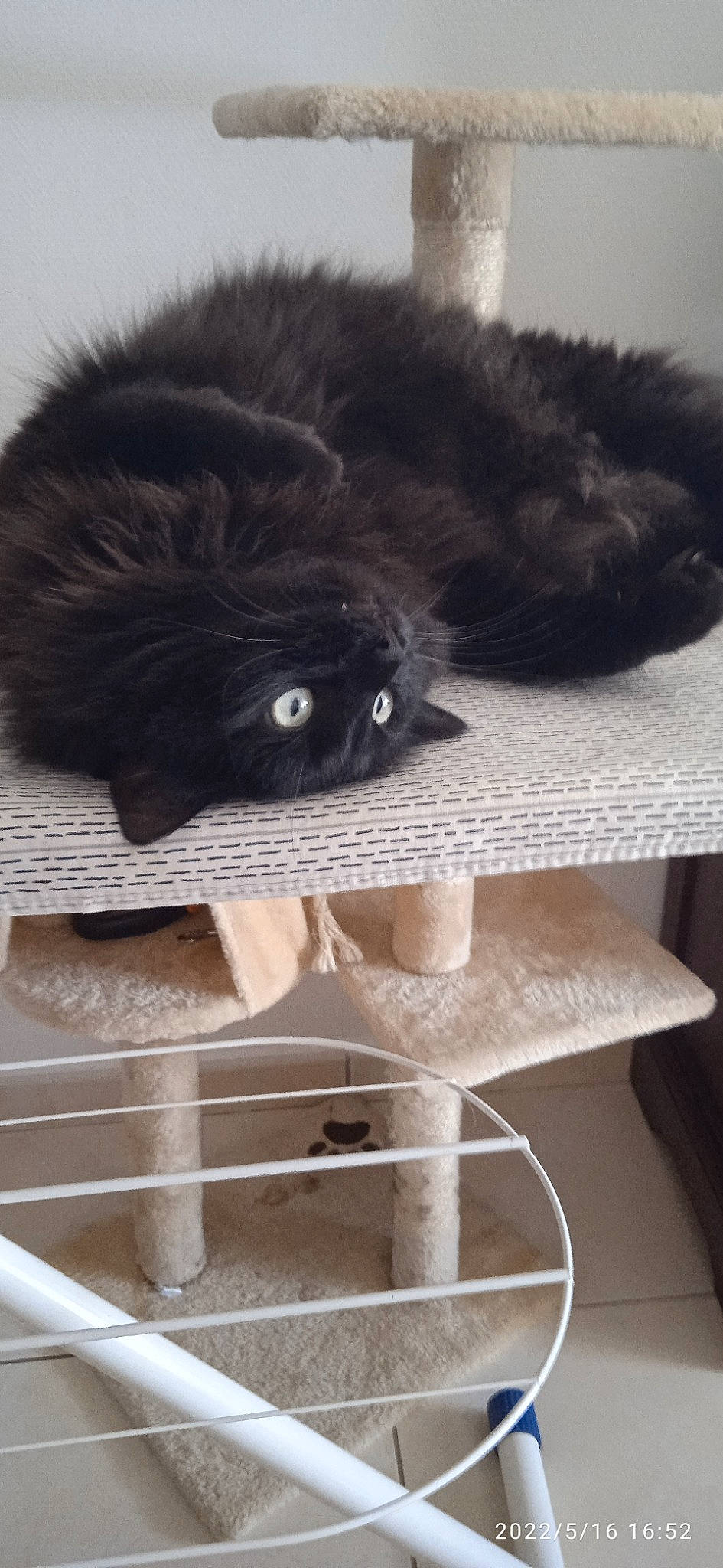 Minuit a rejoint le concours — aidez-le/la à gagner de superbes lots ! black_cat, bombay, carnivore, cat, cat_supply, comfort, domestic_short_haired_cat, felidae, fur, grey, mammal, pet_supply, shelf, shelving, small_to_medium_sized_cats, snout, tail, textile, vertebrate, whiskers