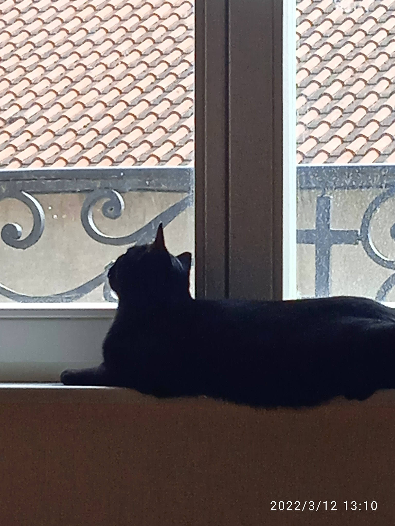 Rufus a rejoint le concours — aidez-le/la à gagner de superbes lots ! black_cat, carnivore, cat, comfort, door, felidae, fixture, grey, hardwood, line, rectangle, shade, small_to_medium_sized_cats, tail, tints_and_shades, whiskers, window, window_covering, window_treatment, wood