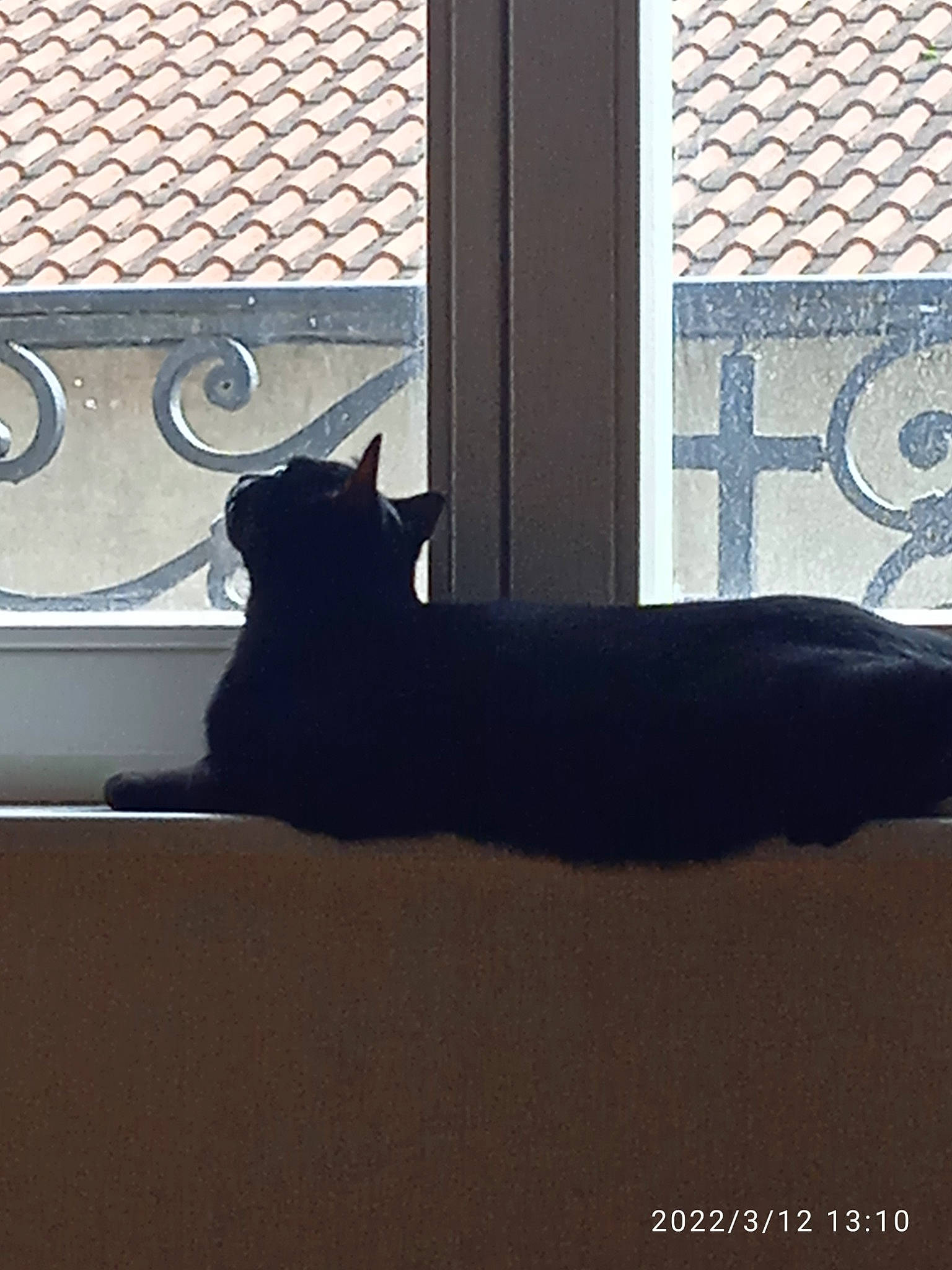 Rufus participe au concours pour gagner de l'argent avec cette photo : carnivore, cat, comfort, felidae, fixture, floor, flooring, grey, hardwood, interior_design, room, shade, small_to_medium_sized_cats, tail, tints_and_shades, whiskers, window, window_covering, window_treatment, wood