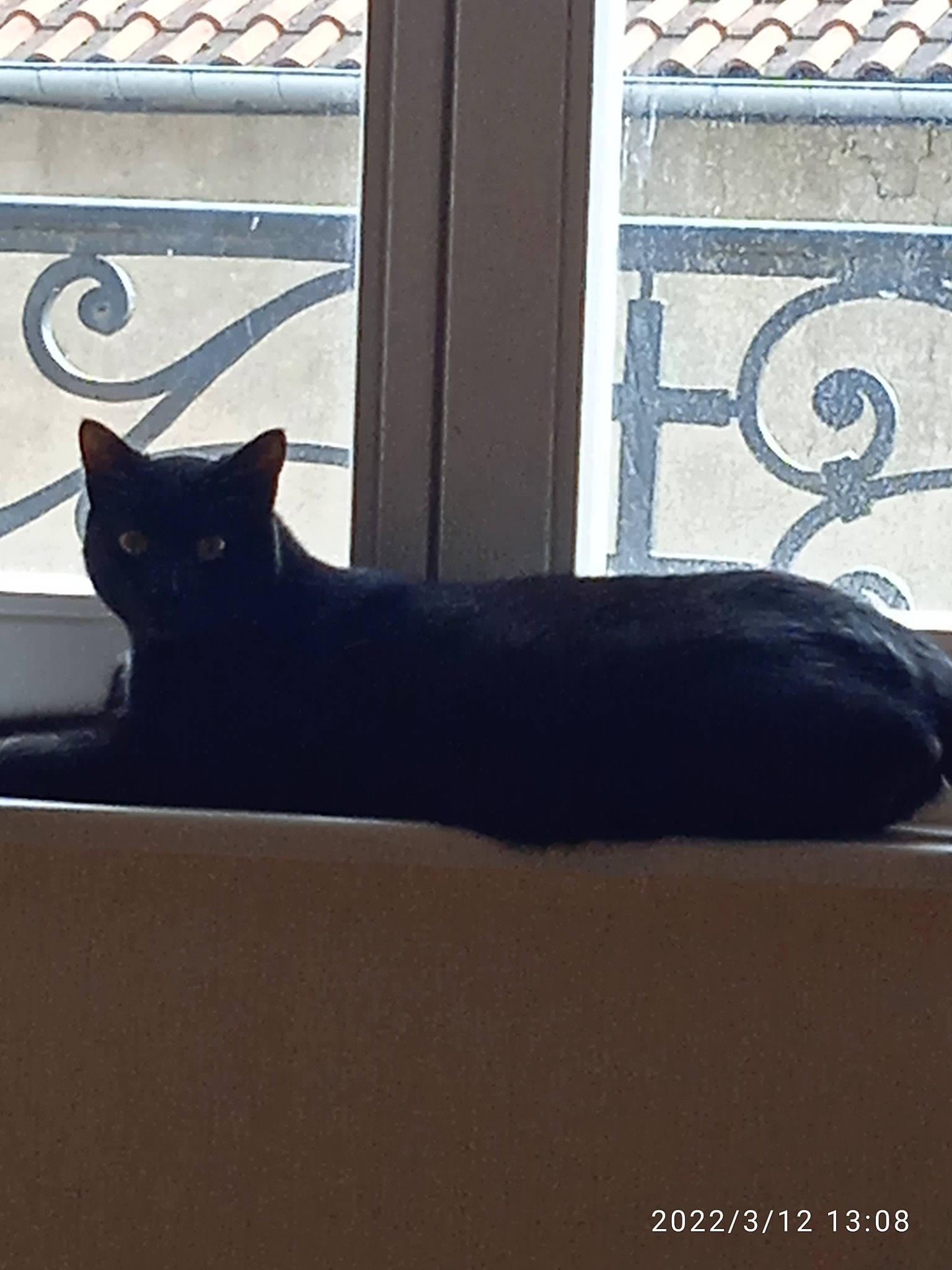 Rufus a rejoint le concours — aidez-le/la à gagner de superbes lots ! black_cat, bombay, carnivore, cat, comfort, domestic_short_haired_cat, felidae, flooring, fur, grey, mammal, shade, shadow, small_to_medium_sized_cats, snout, tail, tints_and_shades, whiskers, window, wood