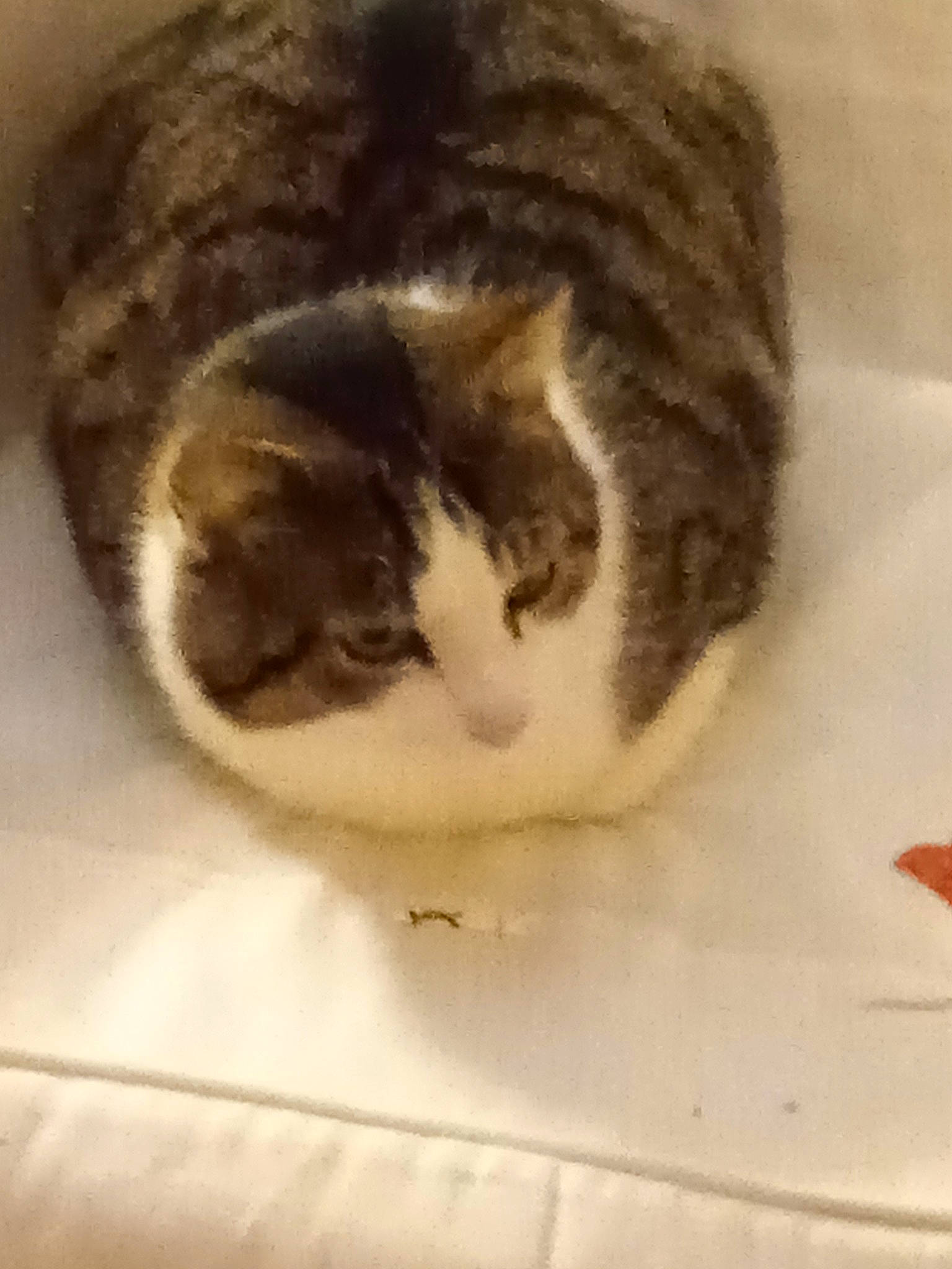 Cookie participe au concours pour gagner de l'argent avec cette photo : art, carnivore, cat, cat_supply, claw, domestic_short_haired_cat, felidae, fur, paw, pet_supply, sleep, small_to_medium_sized_cats, snout, tail, terrestrial_animal, whiskers, window, wood