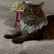 Autumn Gibbs is registered to the contest to win money with this photo: cat, lace_collar, bow_tie, textured_blanket, pink_stool, straw_hat, green_ribbon, teapot, indoor, pet, feline, portrait, decorative, cozy, cute, animal, domestic_cat, resting, close_up, brown_tabby