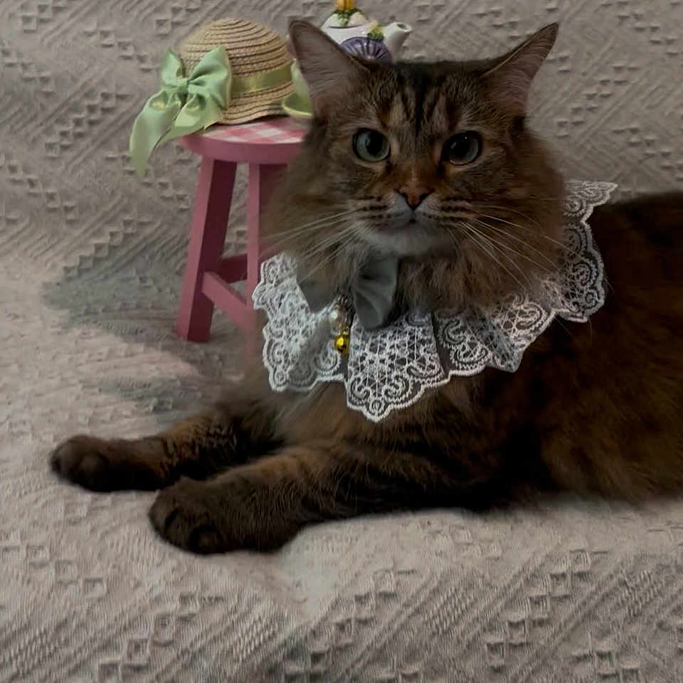 Autumn Gibbs is registered to the contest to win money with this photo: cat, lace_collar, bow_tie, textured_blanket, pink_stool, straw_hat, green_ribbon, teapot, indoor, pet, feline, portrait, decorative, cozy, cute, animal, domestic_cat, resting, close_up, brown_tabby