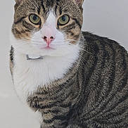 Simba joined the competition — help win amazing prizes! cat, tabby, pet, animal, feline, striped, white_chest, green_eyes, pink_nose, ears, whiskers, sitting, portrait, domestic_cat, fur, close_up, cute, indoor, alert, looking