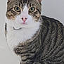 cat, tabby, pet, animal, feline, striped, white_chest, green_eyes, pink_nose, ears, whiskers, sitting, portrait, domestic_cat, fur, close_up, cute, indoor, alert, looking