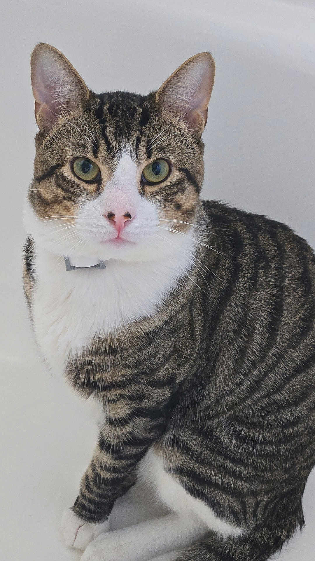 Simba joined the competition — help win amazing prizes! cat, tabby, pet, animal, feline, striped, white_chest, green_eyes, pink_nose, ears, whiskers, sitting, portrait, domestic_cat, fur, close_up, cute, indoor, alert, looking