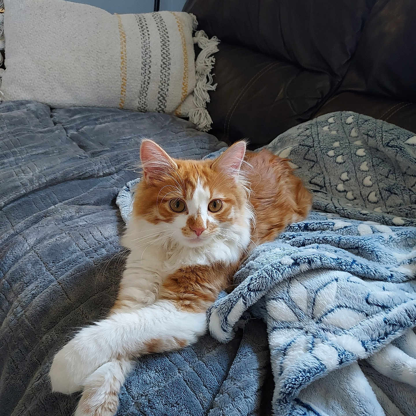 Lucy joined the competition — help win amazing prizes! animal, blanket, cat, couch, cozy, cute, domestic_cat, fluffy_cat, fur, furniture, home, indoor, laying_down, orange_cat, pet, pillow, relaxed, resting, soft_texture, white_cat