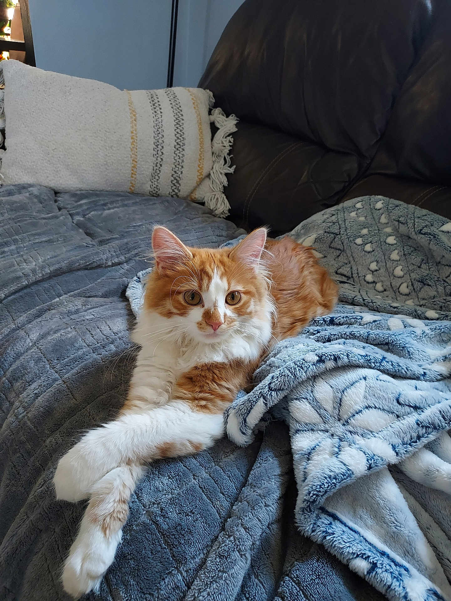 Lucy joined the competition — help win amazing prizes! cat, orange_cat, white_cat, fluffy_cat, pet, indoor, blanket, couch, pillow, relaxed, cozy, furniture, fur, animal, cute, resting, laying_down, home, soft_texture, domestic_cat