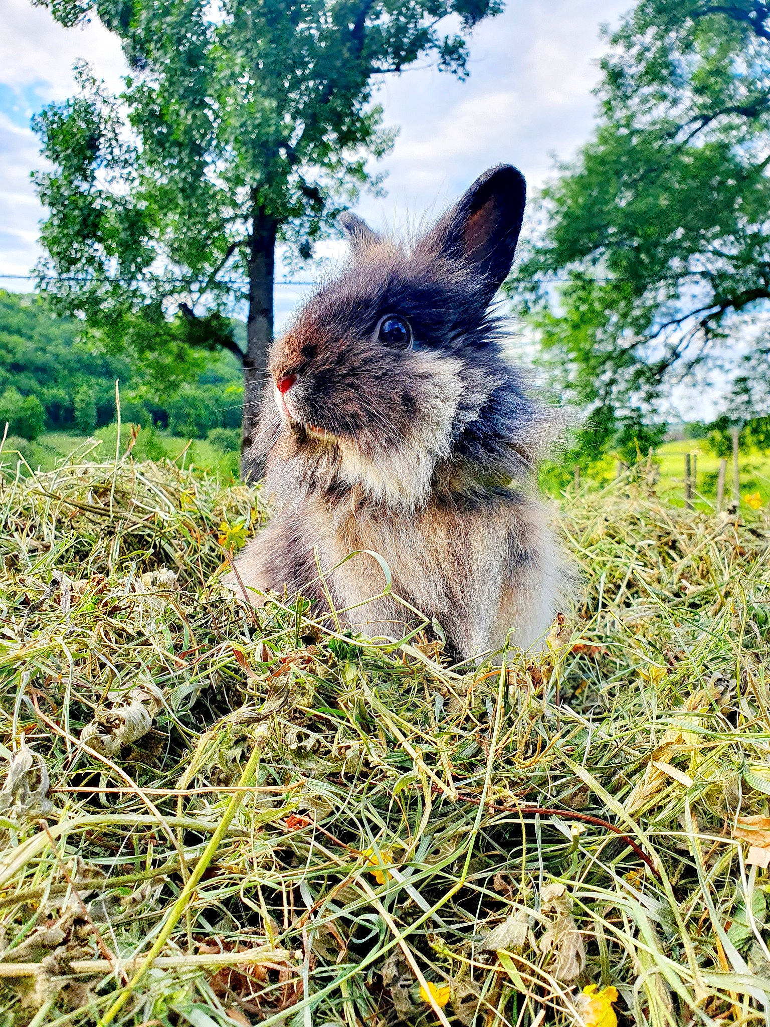 Kamelle participe au concours pour gagner de l'argent avec cette photo : domestic_rabbit, grass, hare, meadow, plant, rabbit, rabbits_and_hares, wildlife, wood_rabbit