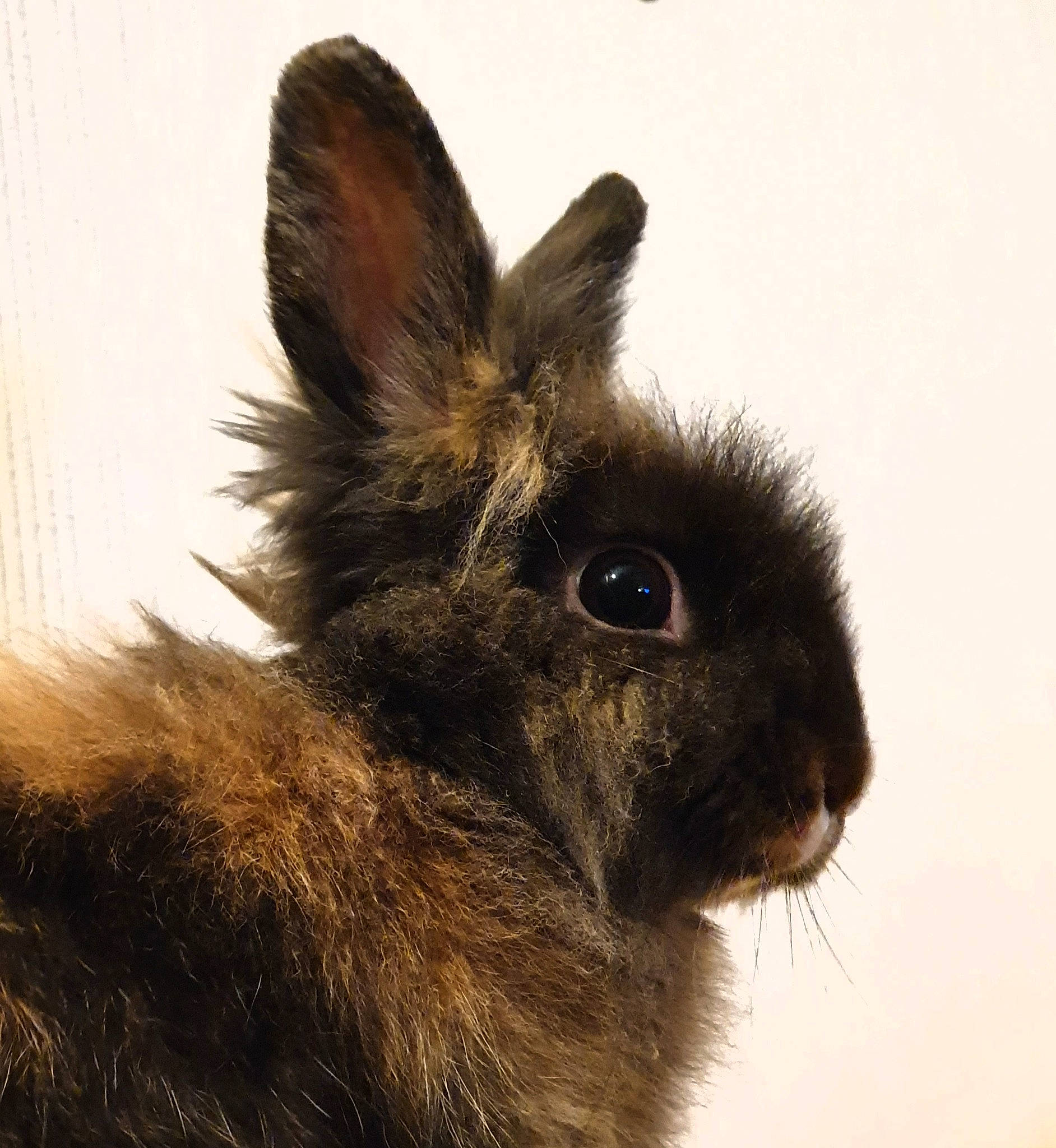 Kamelle a rejoint le concours — aidez-le/la à gagner de superbes lots ! domestic_rabbit, ear, fawn, fur, hare, mammal, rabbit, rabbits_and_hares, skin, snout, vertebrate, whiskers, wildlife