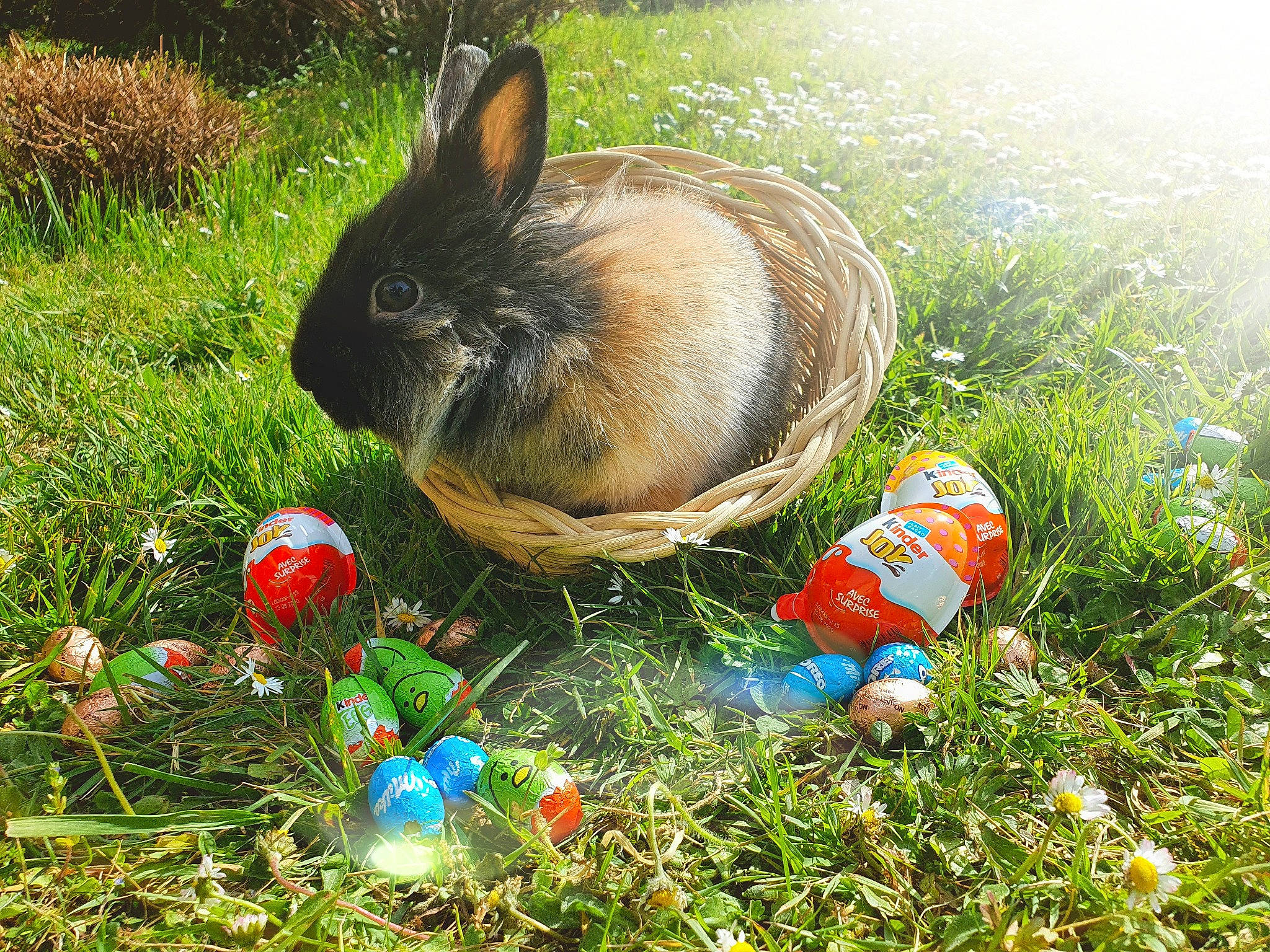 Kamelle a rejoint le concours — aidez-le/la à gagner de superbes lots ! domestic_rabbit, easter, easter_bunny, easter_egg, grass, hare, rabbit, rabbits_and_hares, wood_rabbit