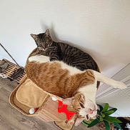 Oatmeal And Raisin joined the competition — help win amazing prizes! cat, cats, tabby_cat, orange_cat, white_cat, striped_fur, pet, animal, sleeping, lounging, relaxed, wicker_basket, cat_bed, indoor, home, floor, houseplant, red_collar, playful, funny_pose