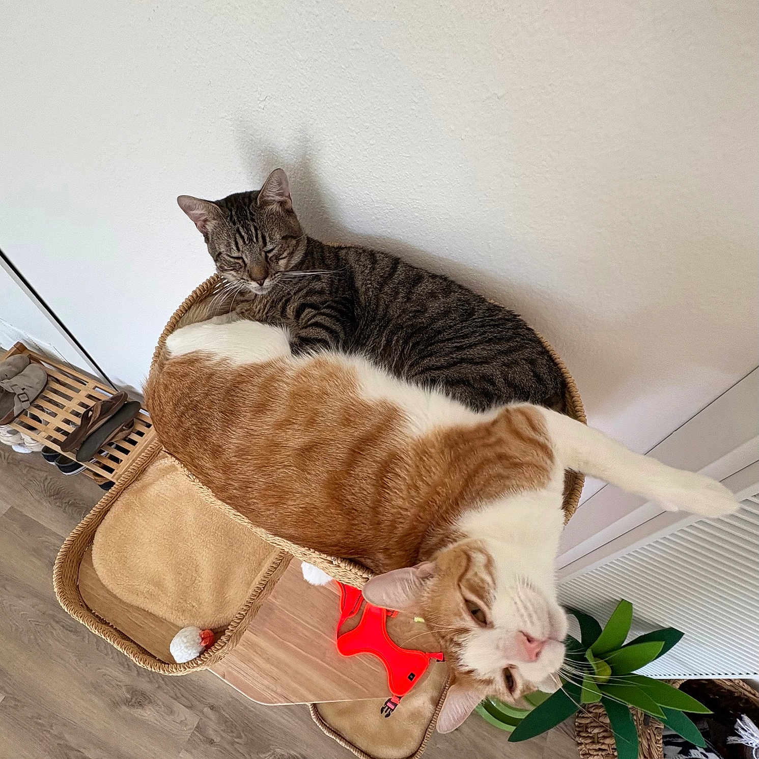 Oatmeal And Raisin joined the competition — help win amazing prizes! cat, cats, tabby_cat, orange_cat, white_cat, striped_fur, pet, animal, sleeping, lounging, relaxed, wicker_basket, cat_bed, indoor, home, floor, houseplant, red_collar, playful, funny_pose