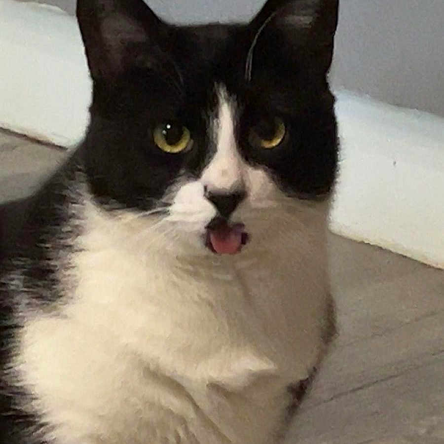 Tokyo a rejoint le concours — aidez-le/la à gagner de superbes lots ! animal, black_and_white, cat, closeup, curious, cute, domestic_cat, ears, expression, face, floor, fur, indoor, mammal, pet, playful, sitting, tongue_out, whiskers, yellow_eyes