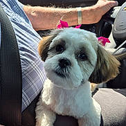 Ginger is registered to the contest to win money with this photo: puppy, dog, car_interior, seatbelt, person_arm, watch, plaid_shirt, pink_bows, cute, pet, closeup, animal, car_seat, steering_wheel, daylight, window, road_trip, fur, small_dog, companion