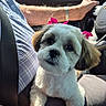 puppy, dog, car_interior, seatbelt, person_arm, watch, plaid_shirt, pink_bows, cute, pet, closeup, animal, car_seat, steering_wheel, daylight, window, road_trip, fur, small_dog, companion