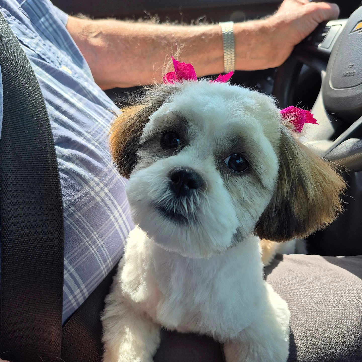 Ginger is registered to the contest to win money with this photo: puppy, dog, car_interior, seatbelt, person_arm, watch, plaid_shirt, pink_bows, cute, pet, closeup, animal, car_seat, steering_wheel, daylight, window, road_trip, fur, small_dog, companion