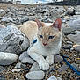 Zizou participe au concours pour gagner de l'argent avec cette photo : cat, blue_eyes, pebbles, rocks, beach, outdoor, leash, animal, feline, nature, sky, cloudy, resting, close_up, whiskers, paws, quiet, serene, landscape, background