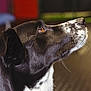 dog, black_and_white, close_up, profile, indoor, pet, animal, fur, looking_up, focused, portrait, mammal, whiskers, ears, snout, brown_eyes, background_blur, warm_lighting, domestic_animal, canine