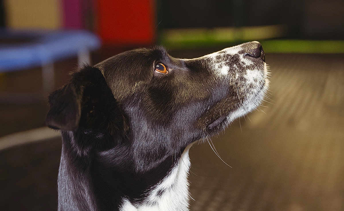 Snoopy a rejoint le concours — aidez-le/la à gagner de superbes lots ! dog, black_and_white, close_up, profile, indoor, pet, animal, fur, looking_up, focused, portrait, mammal, whiskers, ears, snout, brown_eyes, background_blur, warm_lighting, domestic_animal, canine