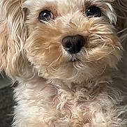 Kash joined the competition — help win amazing prizes! dog, curly_fur, close_up, pet, animal, cute, fluffy, portrait, mammal, whiskers, nose, eyes, face, domestic_animal, fur, canine, adorable, friendly, looking, indoors