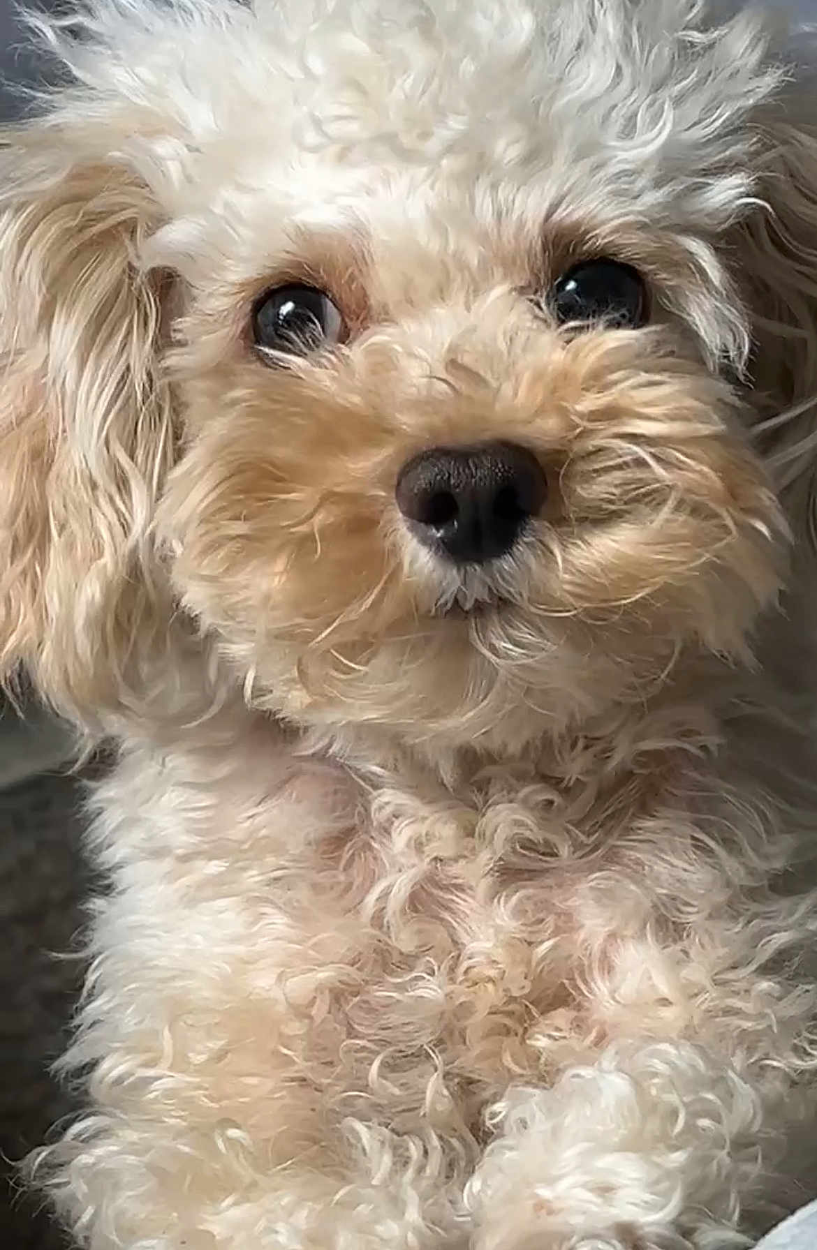 Kash joined the competition — help win amazing prizes! dog, curly_fur, close_up, pet, animal, cute, fluffy, portrait, mammal, whiskers, nose, eyes, face, domestic_animal, fur, canine, adorable, friendly, looking, indoors