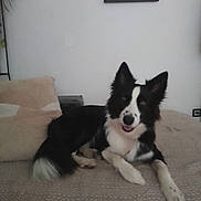 Vanille a rejoint le concours — aidez-le/la à gagner de superbes lots ! dog, black_and_white, border_collie, couch, indoor, pet, animal, relaxed, smiling, fur, ears, portrait, home, living_room, furniture, canine, laying_down, friendly, cozy, domestic