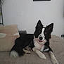 dog, black_and_white, border_collie, couch, indoor, pet, animal, relaxed, smiling, fur, ears, portrait, home, living_room, furniture, canine, laying_down, friendly, cozy, domestic