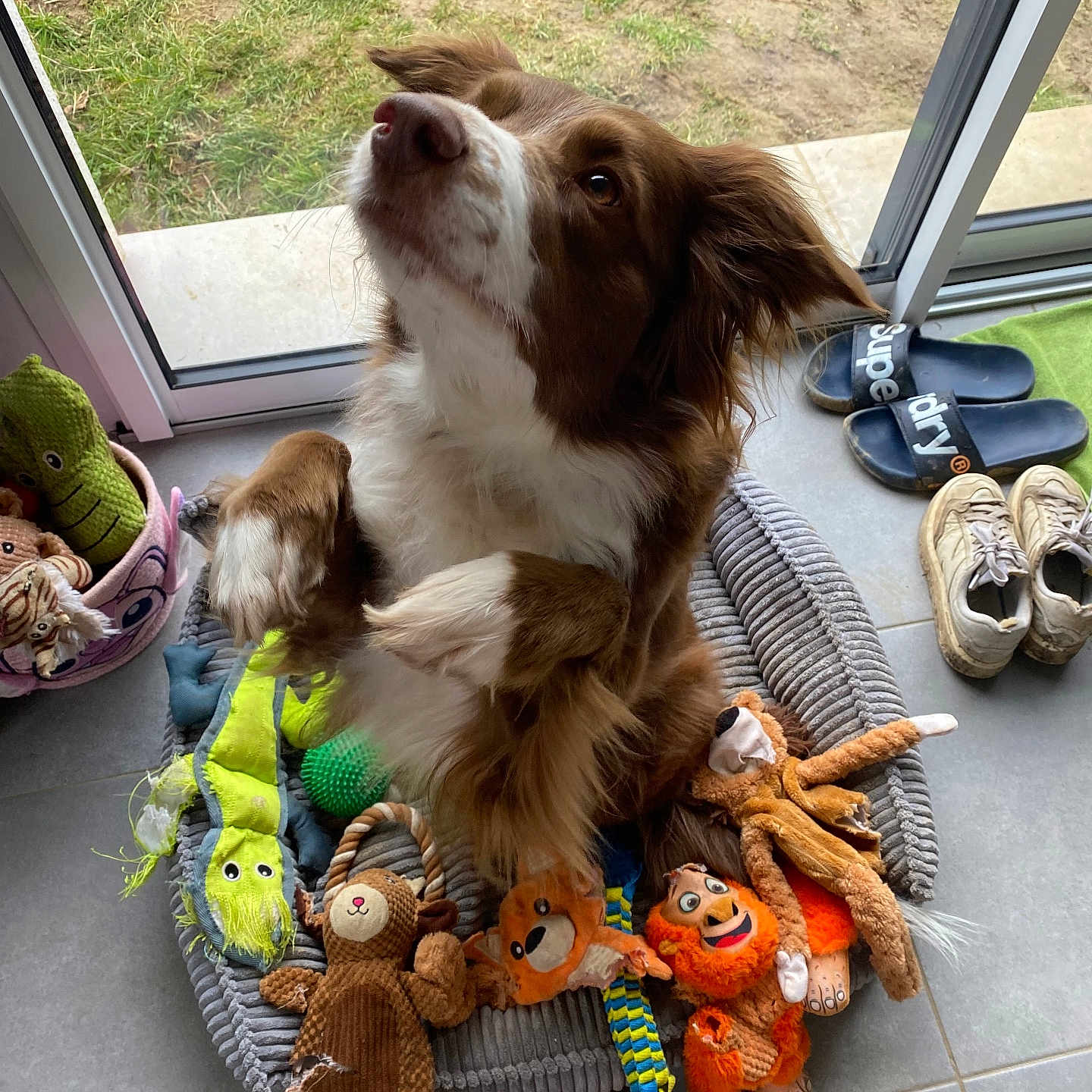 River a rejoint le concours — aidez-le/la à gagner de superbes lots ! animal, ball, canine, clothing, dog, football, footwear, grass, homedecor, pet, plant, plush, puppy, shoe, soccer, soccerball, sport, tennis, tennisball, toy