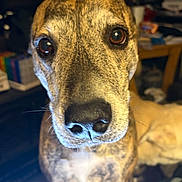 Rasta joined the competition — help win amazing prizes! dog, close_up, nose, big_eyes, brindle_coat, pet, indoor, portrait, canine, whiskers, curious, muzzle, snout, domestic_animal, looking_at_camera, shallow_depth_of_field, furniture, table, warm_lighting, living_room