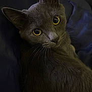Asher is registered to the contest to win money with this photo: animal, blanket, cat, close_up, companion, cozy, curious, cute, domestic_cat, feline, fur, gray_cat, indoor, looking_up, pet, portrait, relaxed, soft_light, whiskers, yellow_eyes