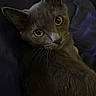 animal, blanket, cat, close_up, companion, cozy, curious, cute, domestic_cat, feline, fur, gray_cat, indoor, looking_up, pet, portrait, relaxed, soft_light, whiskers, yellow_eyes