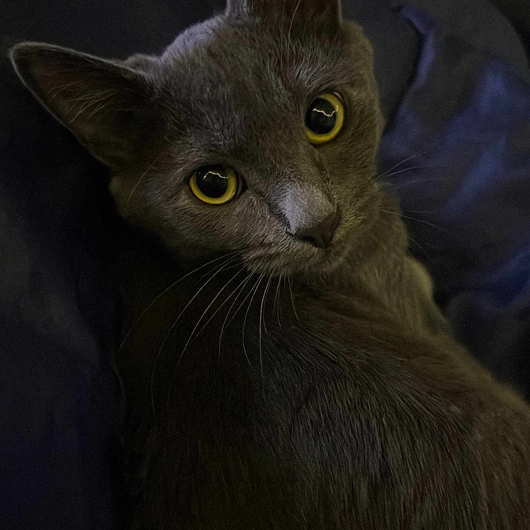 Asher