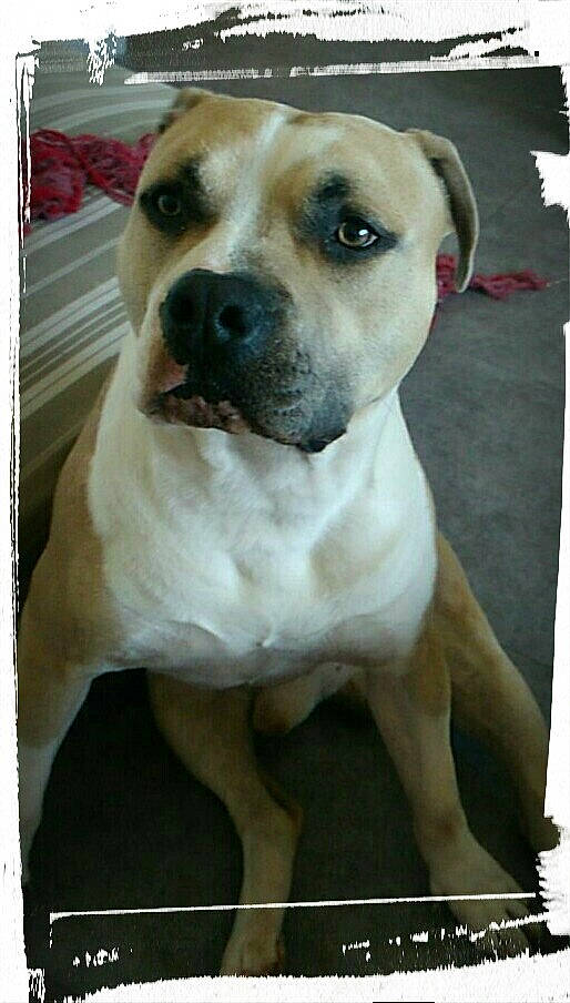 Oslo a rejoint le concours — aidez-le/la à gagner de superbes lots ! ancient_dog_breeds, canidae, carnivore, collar, companion_dog, dog, dog_breed, dog_collar, fawn, fur, non_sporting_group, pet_supply, photo_caption, photography, rectangle, snout, sporting_group, whiskers, working_animal, working_dog