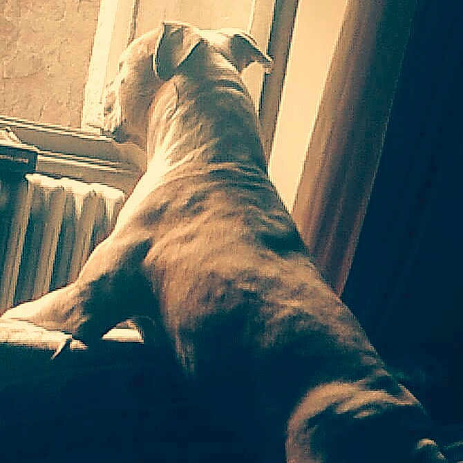 Oslo a rejoint le concours — aidez-le/la à gagner de superbes lots ! art, canidae, carnivore, comfort, companion_dog, dog, dog_breed, fawn, felidae, flooring, light, small_to_medium_sized_cats, snout, sporting_group, tail, tints_and_shades, whiskers, window, wood, working_animal