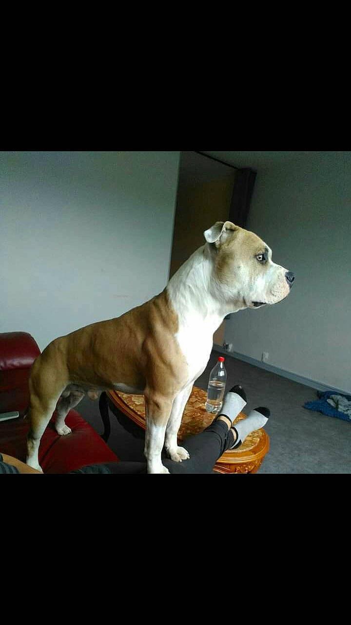 Oslo participe au concours pour gagner de l'argent avec cette photo : ancient_dog_breeds, canidae, carnivore, collar, companion_dog, dog, dog_breed, dog_collar, dog_supply, fawn, non_sporting_group, paw, snout, sporting_group, tail, terrestrial_animal, whiskers, working_animal