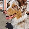 Thanos a rejoint le concours — aidez-le/la à gagner de superbes lots ! dog, australian_shepherd, pet, portrait, close_up, fluffy, fur, white_fur, brown_fur, blue_eyes, open_mouth, tongue, happy, outdoor, sunlight, leash, collar, pavement, doorway, shadow