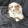 Thanos participe au concours pour gagner de l'argent avec cette photo : puppy, dog, canine, pet, animal, fluffy, white_fur, brown_fur, blue_eyes, face, portrait, sitting, car, car_seat, vehicle, blanket, indoor, cute, companion, photography