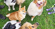 Thanos participe au concours pour gagner de l'argent avec cette photo : dogs, canines, husky, golden_retriever, border_collie, shiba_inu, australian_shepherd, outdoors, grass, lawn, group, pets, animals, smiling, happy, sitting, lying_down, looking_at_camera, portrait, human_feet