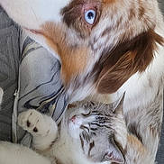 Thanos a rejoint le concours — aidez-le/la à gagner de superbes lots ! dog, cat, pet, animal, cuddle, sleeping, resting, upside_down, close_up, fur, paws, whiskers, blue_eyes, brown_and_white, tabby, indoor, couch, blanket, cute, friendship
