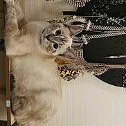 Isis participe au concours pour gagner de l'argent avec cette photo : cat, kitten, feline, pet, portrait, wide_eyed, blue_eyes, fluffy, cream_fur, striped_face, lying_down, indoors, jewelry, necklaces, bracelets, display, accessories, black_background, wall, funny