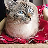 cat, tabby, blue_eyes, pet, animal, feline, portrait, close_up, sitting, blanket, red_blanket, chair, indoor, home, furniture, whiskers, ears, fur, plush_toy, photography