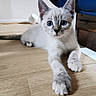 cat, kitten, animal, pet, furry, fluffy, blue_eyes, face, whiskers, ears, paws, lying_down, stretching, indoors, wooden_floor, furniture, portrait, close_up, cute, adorable